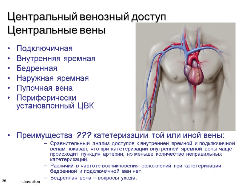 35 Центральный венозный доступ Центральные вены Подключичная Внутренняя яремная Бедренная Наружная яремная Пупочная вена